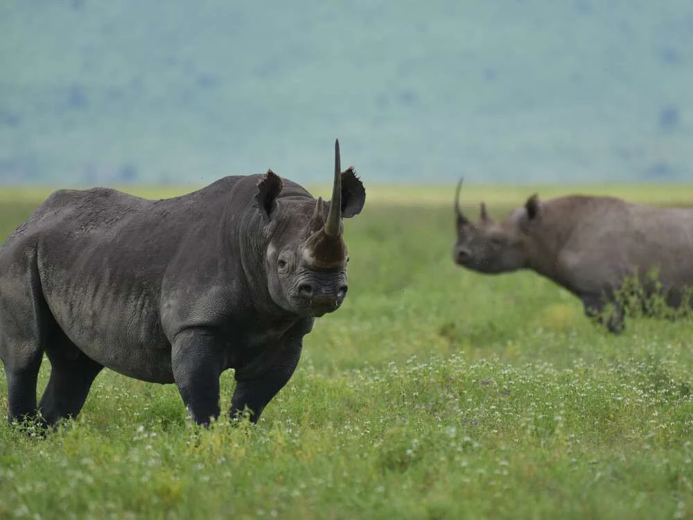 Three,African,Black,Rhinos,(who,Are,On,The,Verge,Of