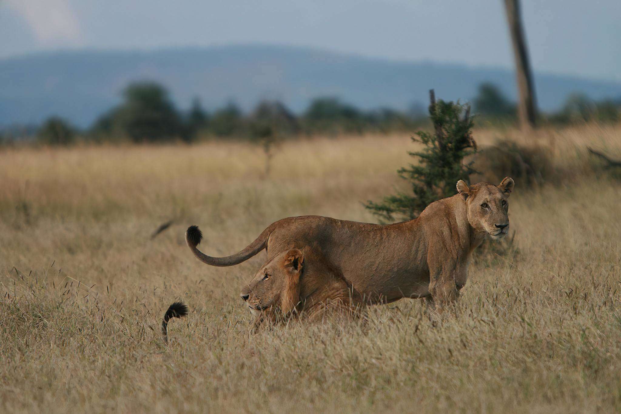 Mikumi_National_Park_Lions_100