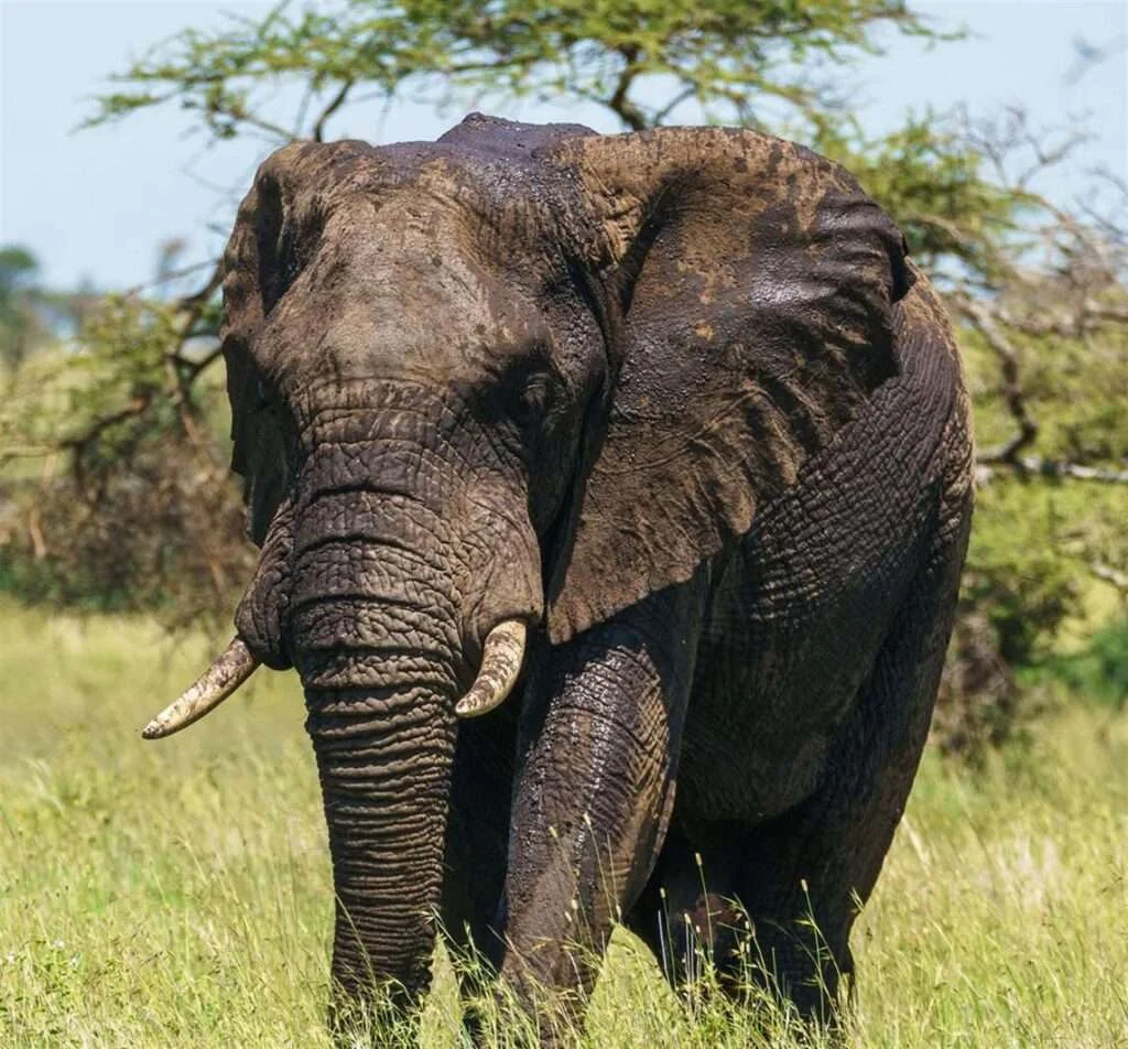 a-beautiful-wildlife-photography-pictures-2023-11-27-05-11-29-utc
