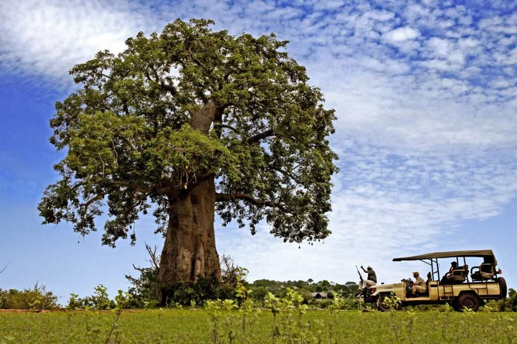 game-drive-bebo-beho-camp