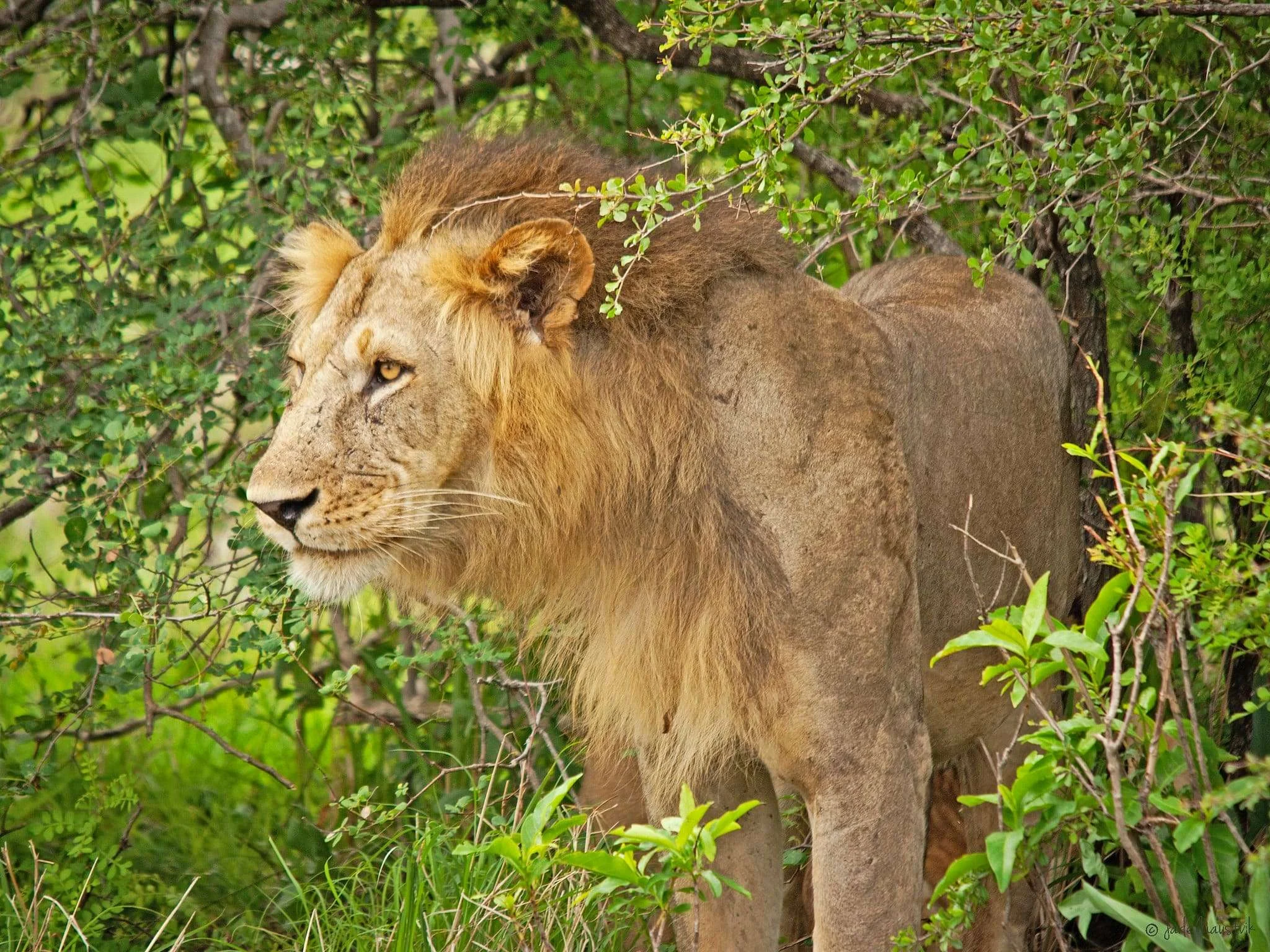Lion in a Tanzanian national park